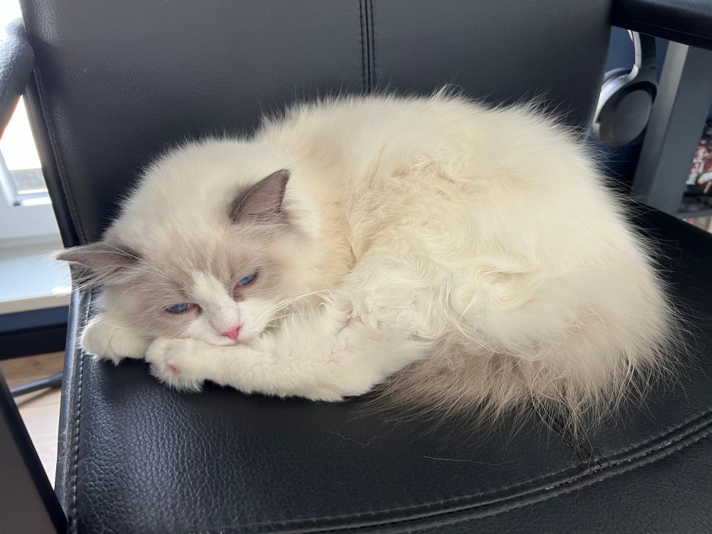 Ragdoll cat lying on an office chair