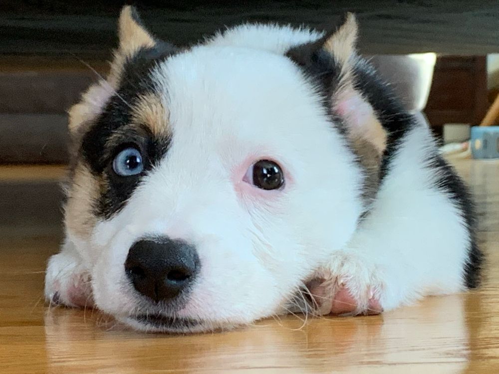 A tiny corgi with her ears pulled back, under a sofa with a ridiculously low clearance.