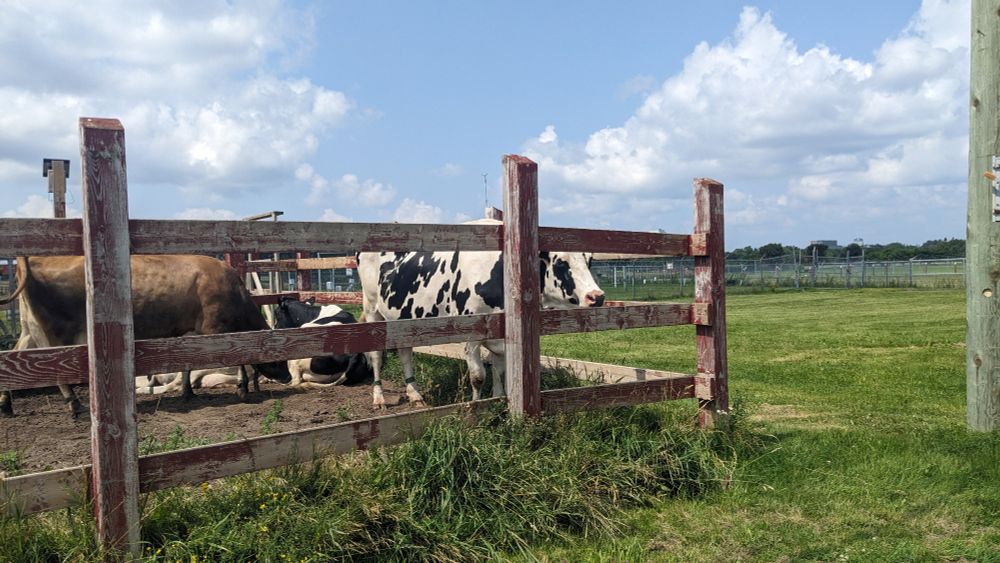Some cows in a fenced-in area with blues skies and green grass around.