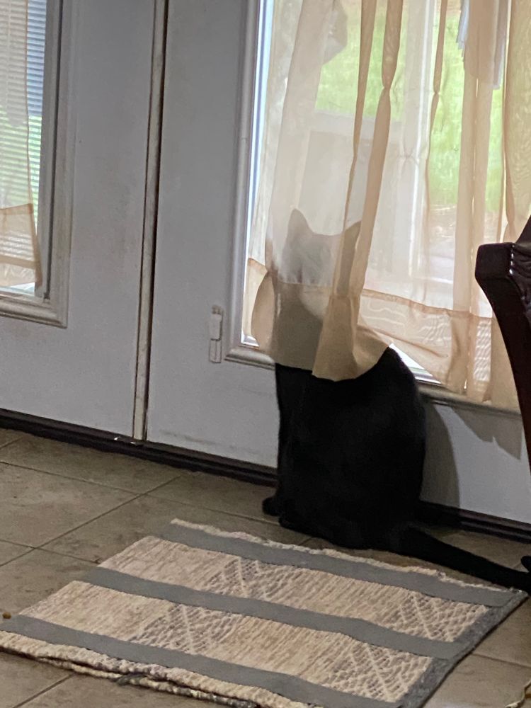 a black cat sitting in front of a double door with built in windows, with his top half behind a sheer window curtain, looking toward the camera