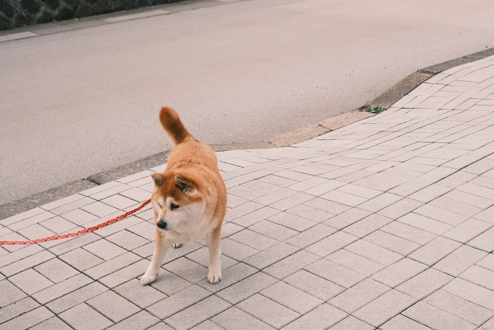 Photo of an Akita who doesn't want to walk