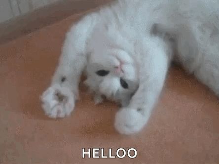 a white cat is laying on its back on the floor and looking at the camera .