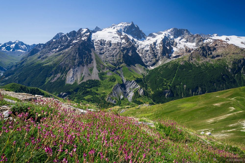 Wildflowers atop le Signal de la Grave, with a spectacular view of La Meije (3,983 m / 13,068 ft) in the French Alps.