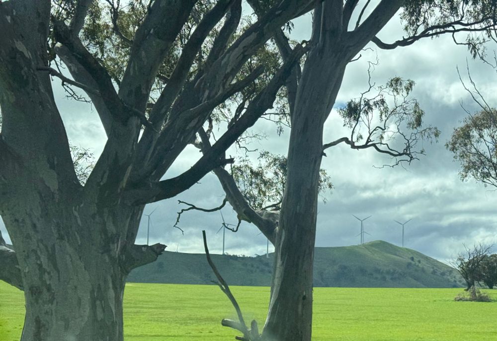 Two tall gum trees in foreground, a green field, and in the background a low mountain with several wind turbines lined up along the top. The sky is cloudy and dramatic. 