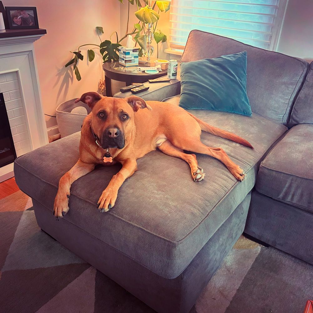 Big staffy dog on couch