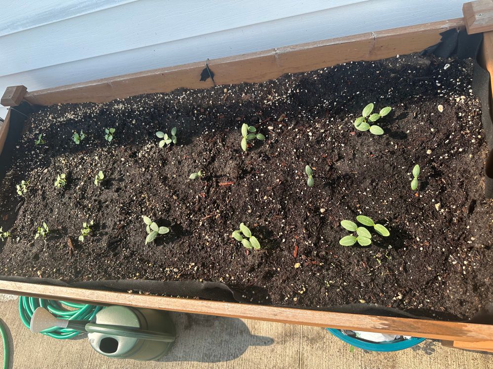 Radishes on the left, beans on the right 