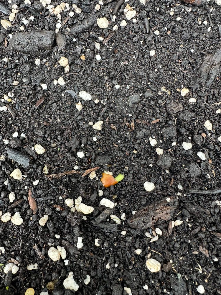 Cucumber sprout