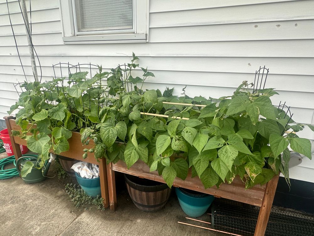 Cucumbers and beans