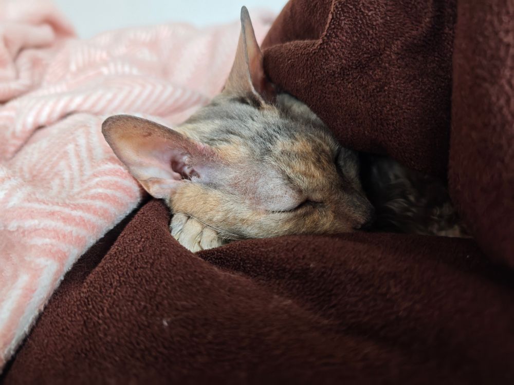 Foto von Bertha, schlafend zwischen zwei Decken