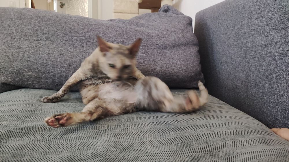 Ein verschwommenes Bild einer Katze, die auf ihrem Hintern liegt und sich nach vorn beugt