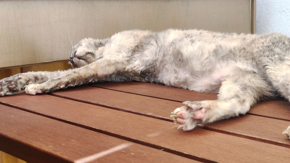 Bertha is sleeping on a table with her tongue out