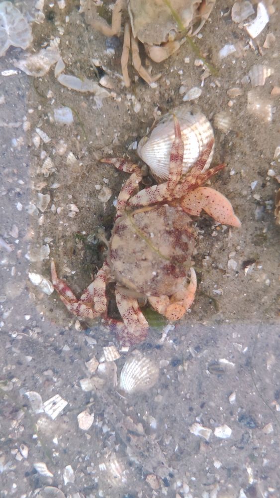 Foto einer Krabbe im Wasser