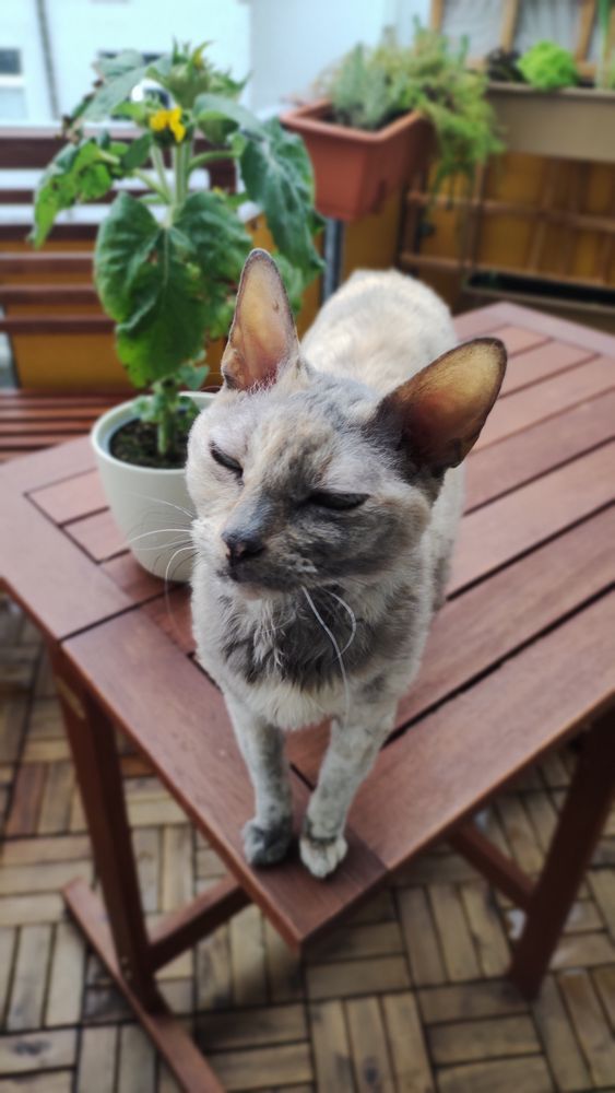 A picture of Bertha the cat blinking, standing on a table on a balcony