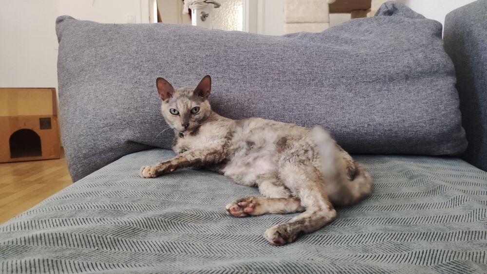 Bertha die Katze liegt seitlich auf dem Sofa, ihre Schwanz ist in Bewegung und sie starrt in die Kamera