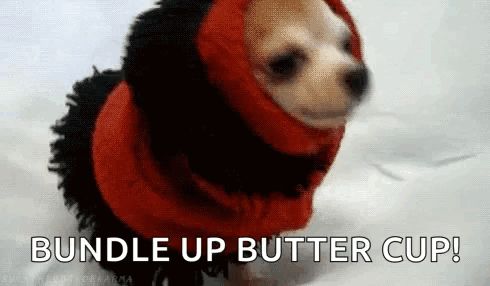 a small dog wearing a red sweater with the words bundle up butter cup