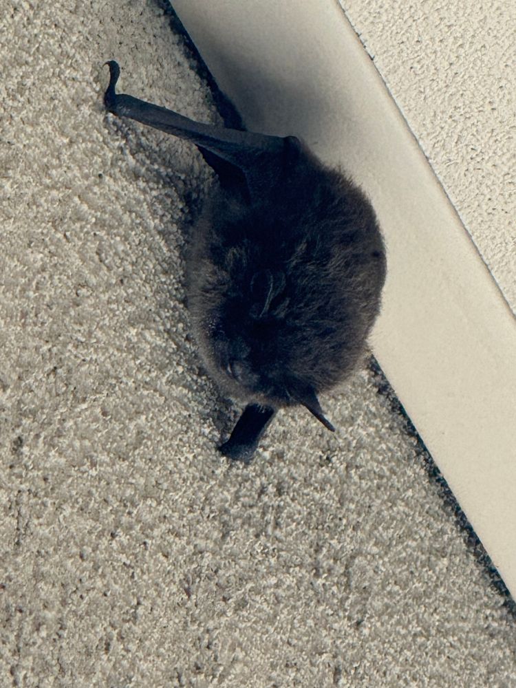 A brown bat