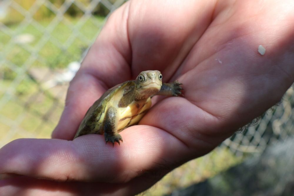 “Most people have a turtle story, whether that’s seeing a turtle at an aquarium, having a turtle as a pet as a kid, or they helped one cross the road, or one happened across their backyard one day,” J...