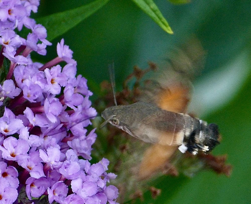 Ein braun-oranges Taubenschwänzchen saugt mit seinem Rüssel aus einer violetten Blüte