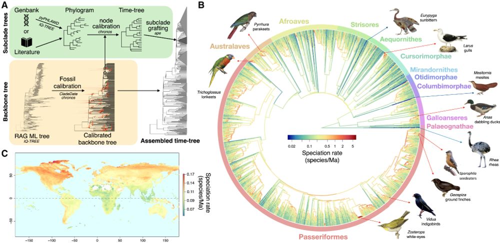 a figure from the linked paper, showing extremely high rates of species diversification in the higher latitudes, higher diversification in the passerines (and in the early history of the oscines), and a marked (but unevenly distributed) uptick in diversification towards the present day