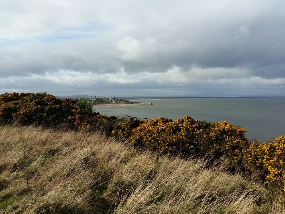 a view of St Andrews from a nearby seaside cliff, with blooming gorse in the foreground