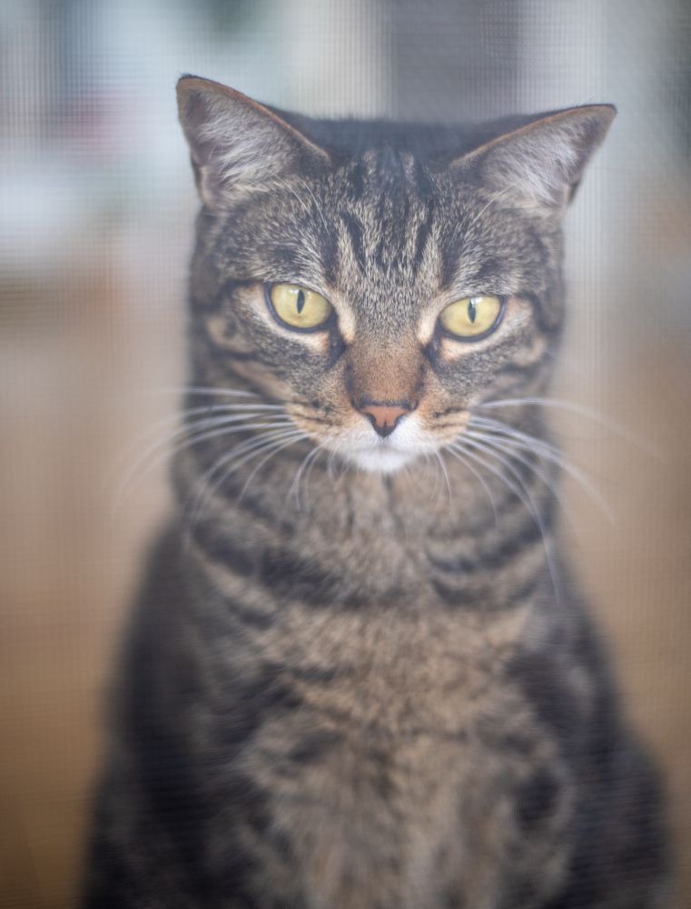 Cat looking out through a screen. 