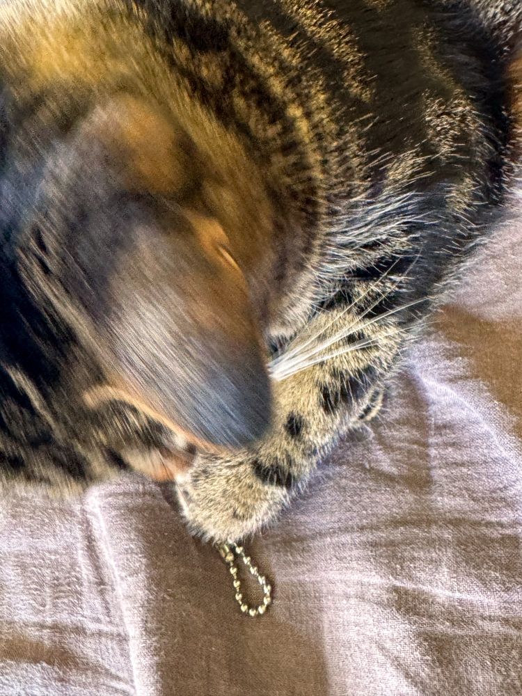 Cat is playing with a Tamagotchi, the metal chain of the Tamagotchi is visible underneath the cats paw. 