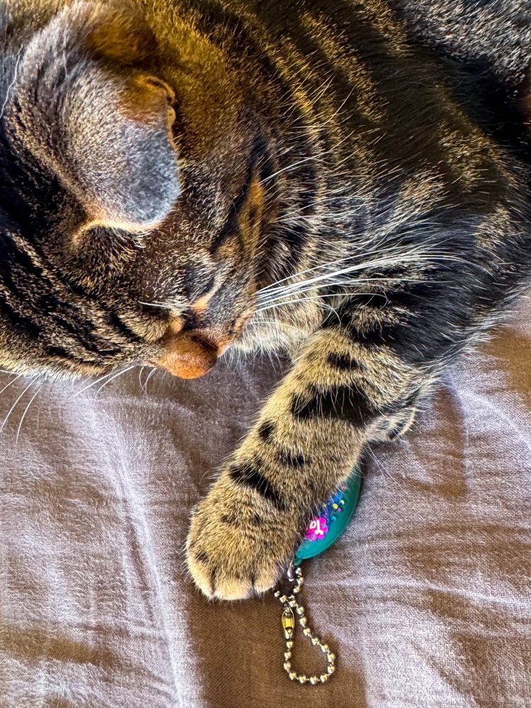 Cat having her paw over a blue and pink Tamagotchi. 