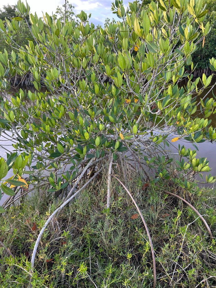 Pretty red mangrove 