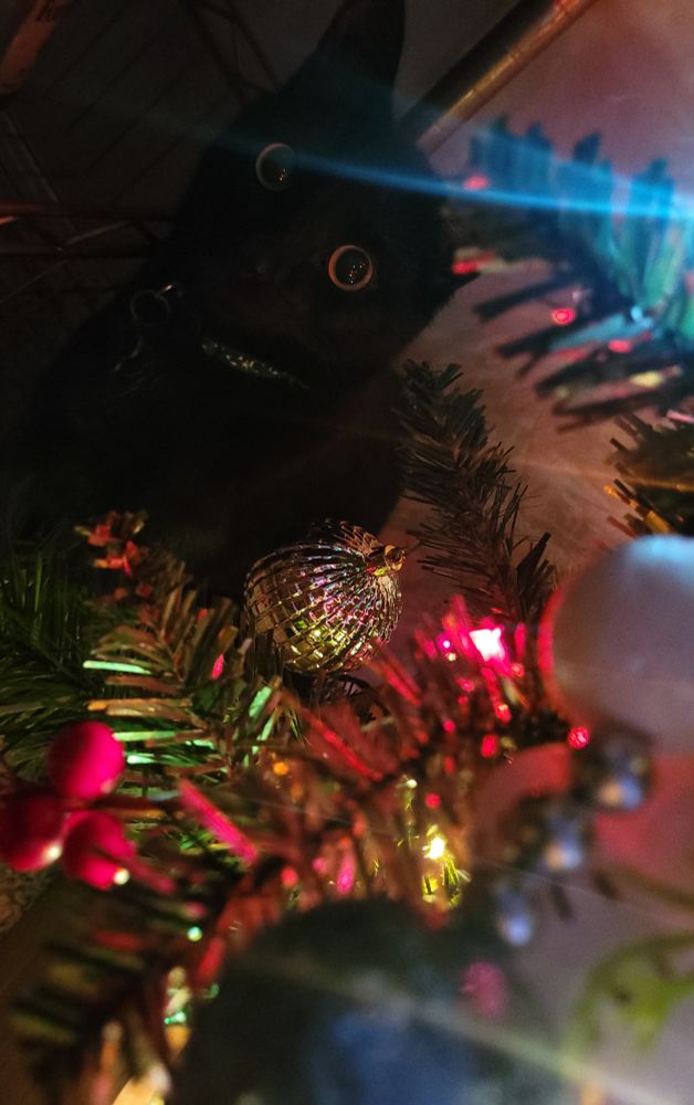 A picture of the cutest black kitty, wearing a green collar, standing behind a lit Christmas tree