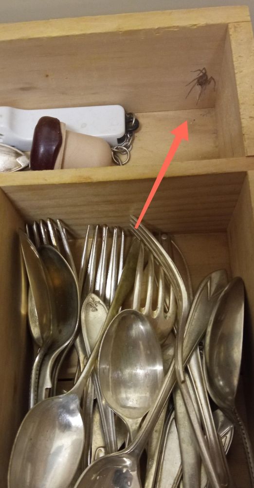 Fairly large spider and its web in the corner of one of the compartments of my cutlery drawer. 