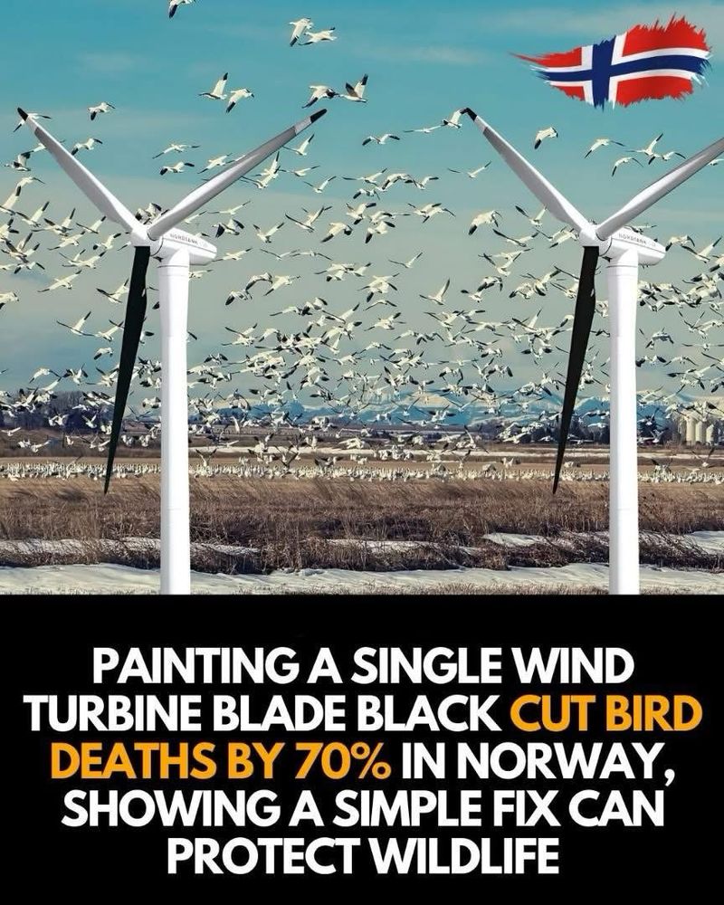 Image of two wind turbines with a large flock of birds in the background, and a Norwegian flag.
Text under says: Painting a single wind turbine blade black cut bird deaths by 70% in Norway, showing a simple fix can protect wildlife 