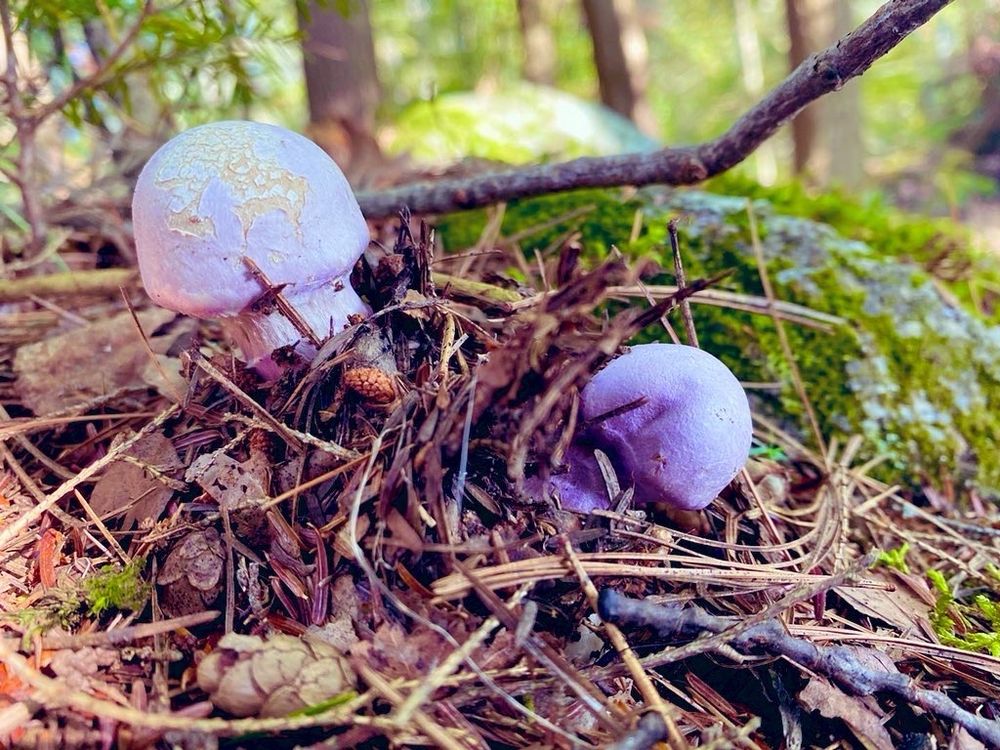 Two purple bolete mushrooms emerge from pine needles and moss on the forest floor 