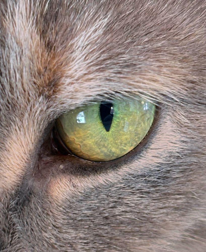 Macro shot of a luminous green cat’s eye, framed by silver fur