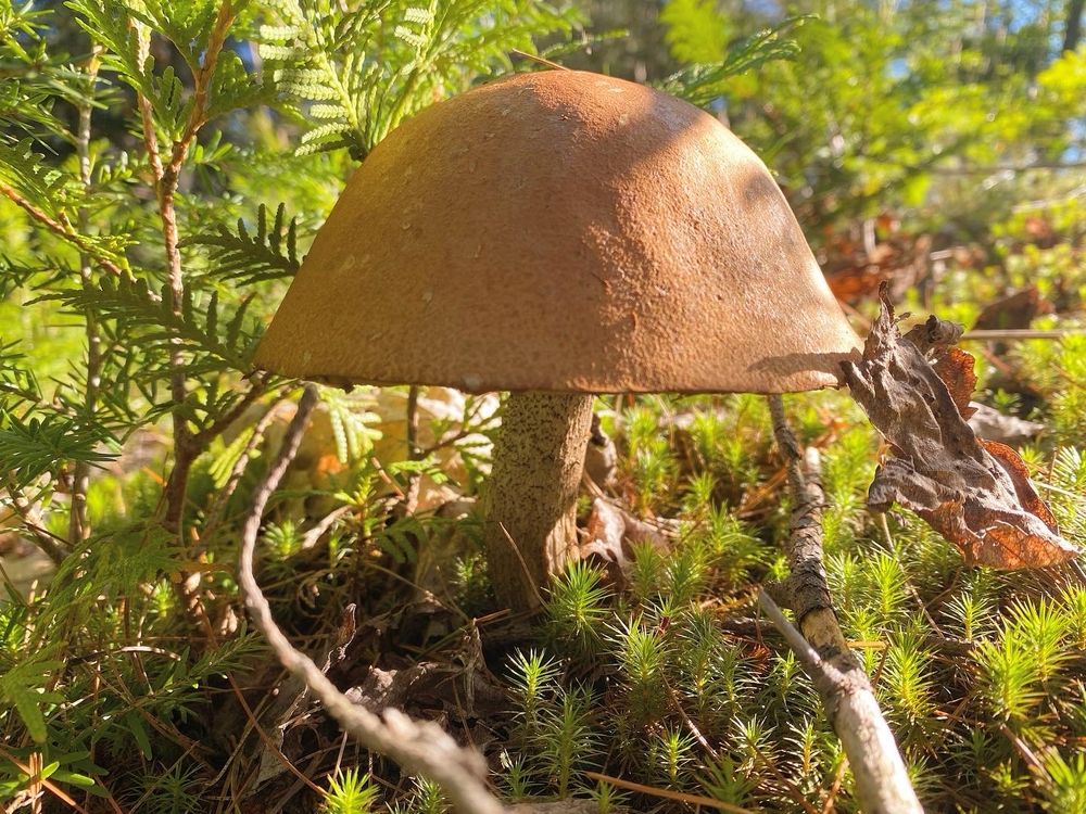 A single rust coloured bolete mushroom sits in morning sunlight on the forest floor 