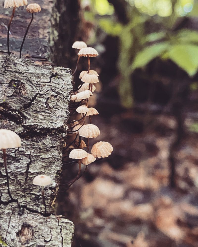 Delicate mushrooms resembling tiny parasols grow on a log on the forest floor. 