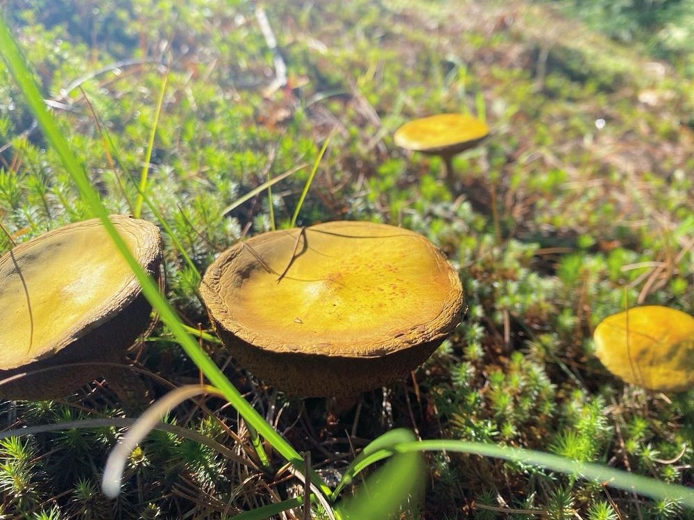 Yellow fungi stand together in a carpet of emerald green moss