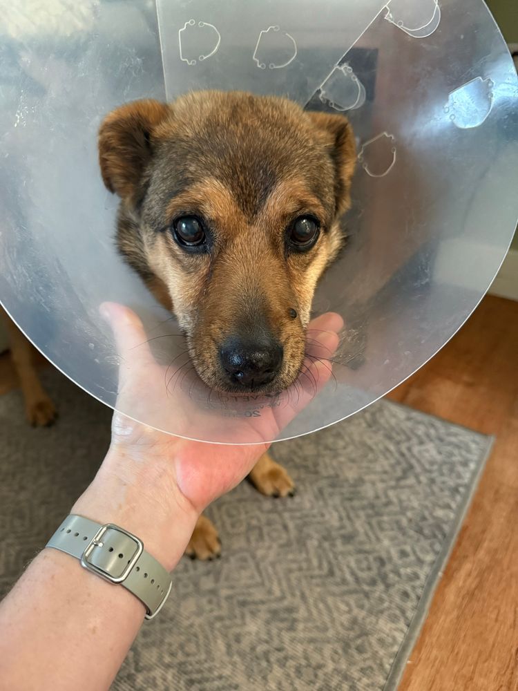 Dog with cone on head, looking at the camera. 