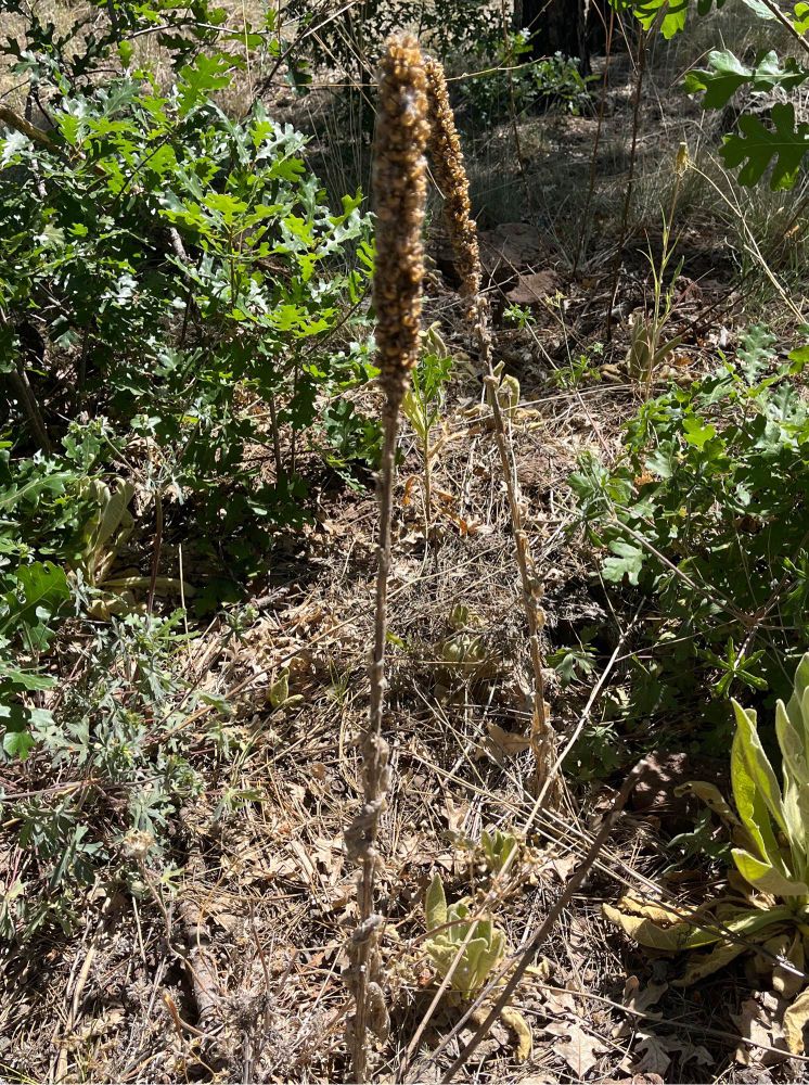 A dried stalk of 2nd year mullein