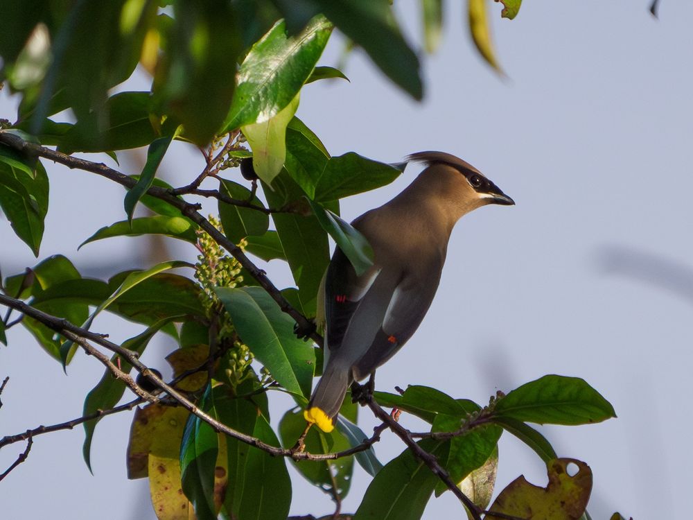 A cedar waxwing, in profile, clutches a branch of dark green leaves against a grey-blue sky. Its' feathers area a moody ombre, a slowdive of taupey brown, darkening to a warm dark grey. Bright red wax glazes the wing tips, and its tail ends with a surprise dip of saturated yellow. Most striking though, is the swept back coif of feathers that cascade back from the brow, and suspend in an aqua-netted pointy swoosh off the the crown of the head. Looks fast, looks fashion. The eyes are rimmed heavily in Siouxsie influenced, over-drawn, winged black kohl, and this bird's profile is giving you "aloof", "disdainful",  "light my Djaruum, and get away from me or else". 