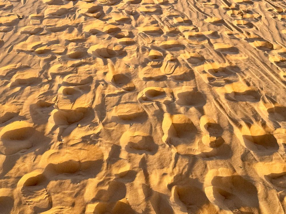 A matrix of camel tracks in the fine Sahara sand seen in the first golden light of morning.
