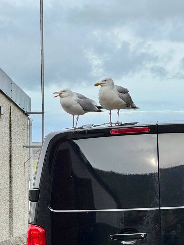 Two hungry gulls sit on a van’s roof at the back of a fish and chip shop