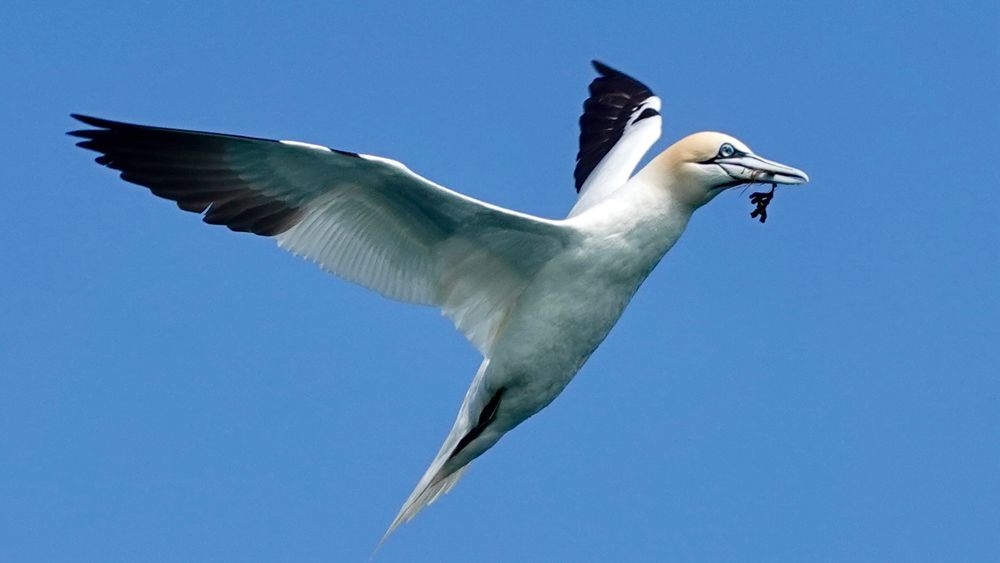 A gannet in flight, a piece of seaweed on its beak for building its nest