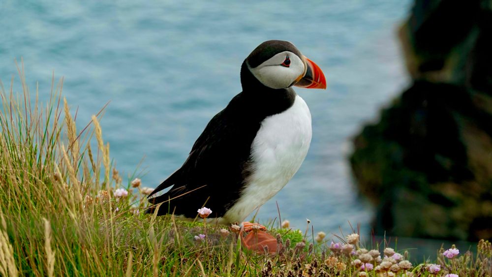 A puffin stands on a cliff edge looking out to sea