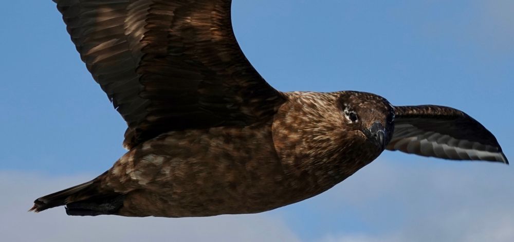 A bonxie (great skua) hovers overhead 