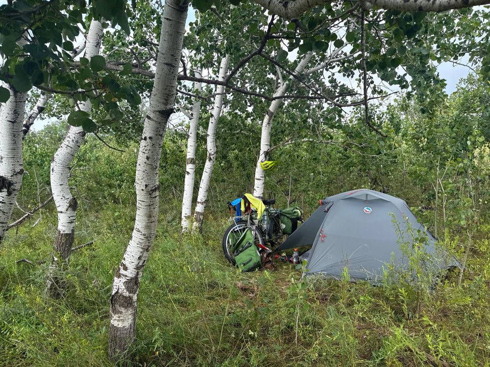 Photograph of a grey tent and a bicycle under several white-barked birch trees. 