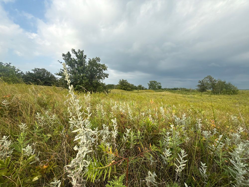 Photograph of wild plants of a grassland with a few trees in the background under grey clouds with a few hints of blue sky poking through 