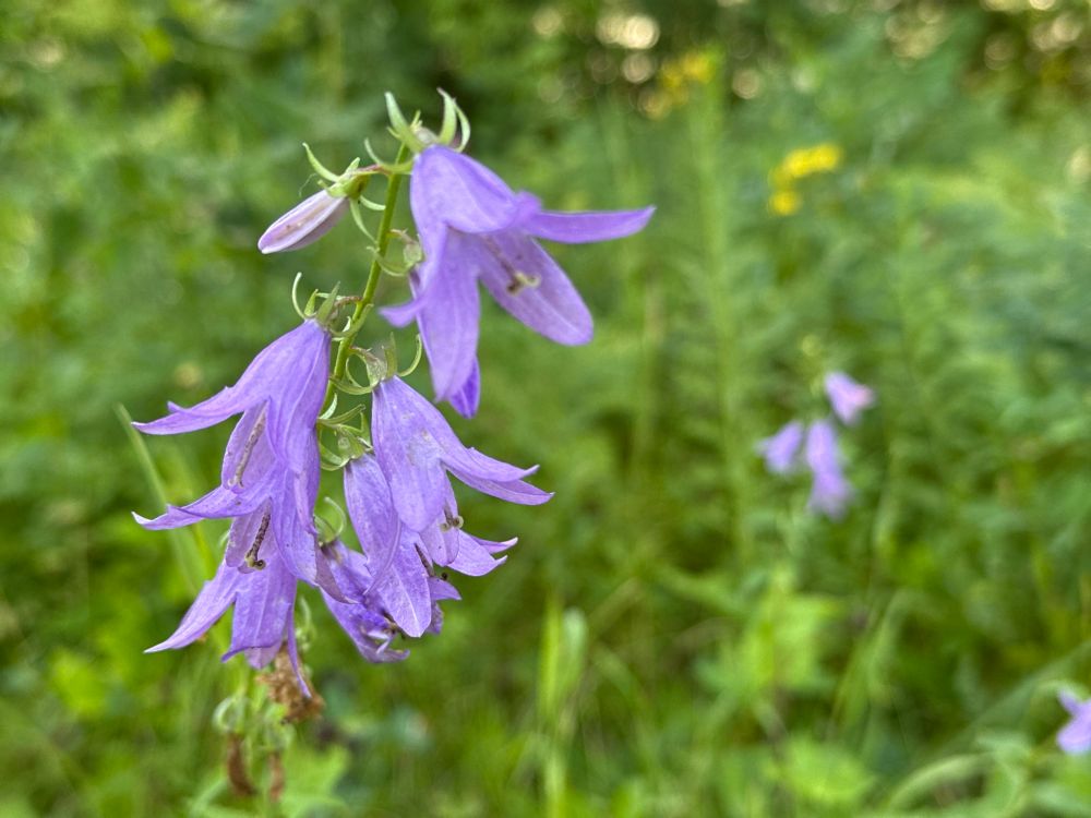 Purple wildflowers against green vegetation 