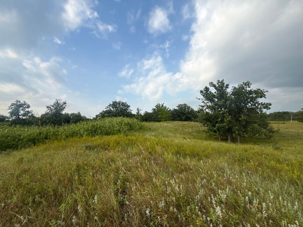 Photograph of green trees and yellow green grassland under grey and white clouds with a large gap showing blue sky. 