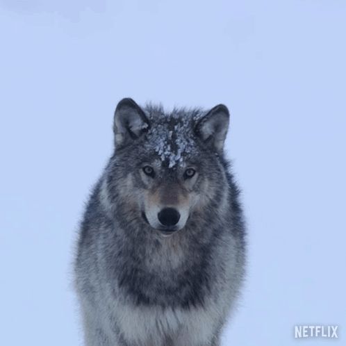 a wolf standing in the snow with a netflix logo on the bottom