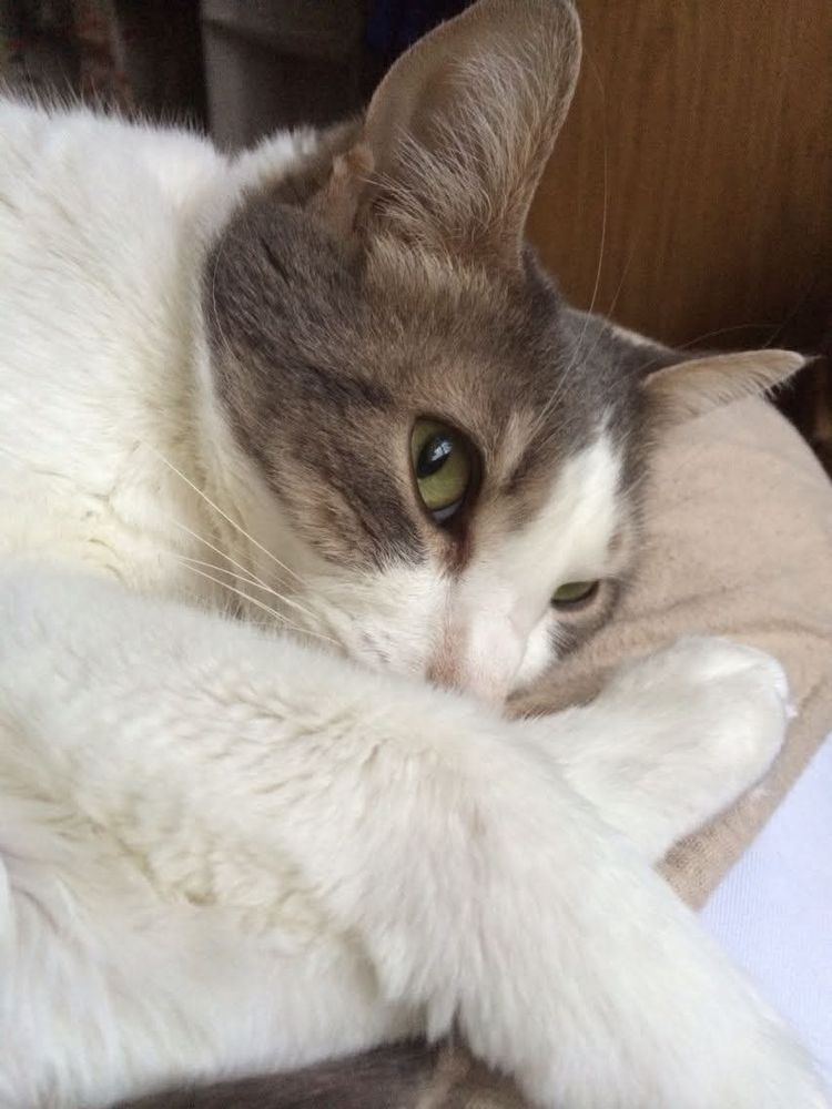a mostly white cat with a gray tabby mask, green eyes, and pink nose.